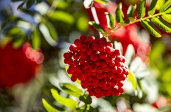 Close-up of bunch of red berries on mountain-ash, Estancia Arroyo Verde, Nequen Province, Argentina