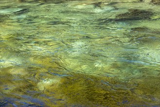 Green surface of shallow river, Estancia Arroyo Verde, Nequen Province, Argentina