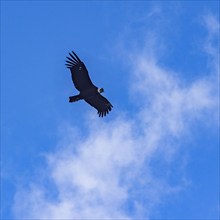 Argentina, Santa Cruz, El Chalten, Low angle view of Andean condor flying against sky, El Chalten,