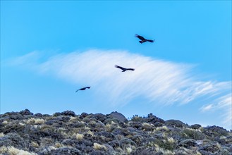 Argentina, Santa Cruz, El Chalten, Low angle view of Andean condors flying against sky, El Chalten,