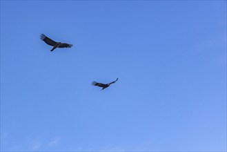 Argentina, Santa Cruz, El Chalten, Low angle view of Andean condors flying against clear sky, El