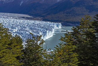 Argentina, Santa Cruz, El Calafate, High angle view of Perito Moreno glacier with trees in