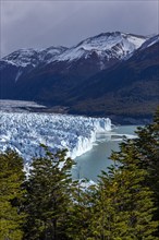 Argentina, Santa Cruz, El Calafate, Vew of Perito Moreno glacier with trees in foreground, El