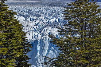 Argentina, Santa Cruz, El Calafate, Vew of Perito Moreno glacier with trees in foreground, El