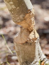 USA, Virginia, Blacksburg, Close-up of tree trunk damaged by beaver , Blacksburg, Virginia, USA