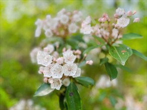 USA, Virginia, Blacksburg, Close-up of mountain laurel flowers and leaves, Blacksburg, Virginia,