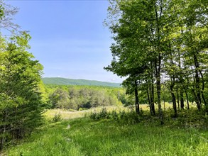 USA, Virginia, Blacksburg, Green trees and field in summer, Blacksburg, Virginia, USA