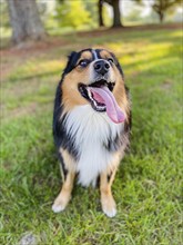 USA, Virginia, Blacksburg, Black Tri Australian Shepherd sitting on grass, Blacksburg, Virginia,