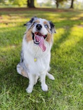 USA, Virginia, Blacksburg, Blue Merle Australian Shepherd sitting on grass, Blacksburg, Virginia,