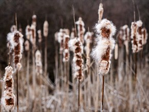 USA, Virginia, Blacksburg, Close-up of dried cattails in winter, Blacksburg, Virginia, USA