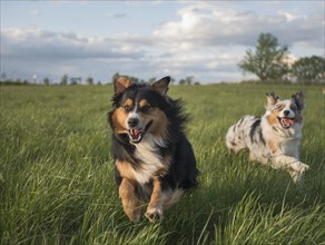 USA, Virginia, Blacksburg, Two Australian Shepherds running in grassy field, Blacksburg, Virginia,