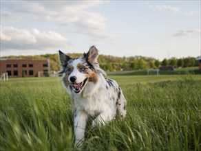 USA, Virginia, Blacksburg, Blue merle Australian Shepherd running in grassy field, Blacksburg,