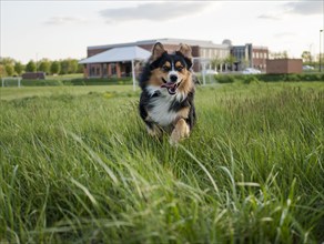 USA, Virginia, Blacksburg, Black Tri Australian Shepherd running in grassy field, Blacksburg,