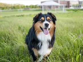 USA, Virginia, Blacksburg, Black Tri Australian Shepherd sitting in grassy field, Blacksburg,