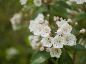 USA, Virginia, Blacksburg, Close-up of white Mountain Laurel flowers, Blacksburg, Virginia, USA