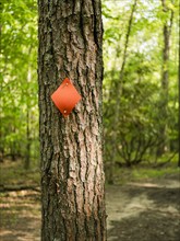 USA, Virginia, Blacksburg, Red hiking trail marker on tree trunk, Blacksburg, Virginia, USA