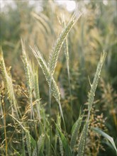 USA, Virginia, Blacksburg, Close-up of wheat in field during harvest time, Blacksburg, Virginia,