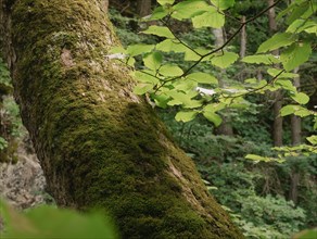 USA, Virginia, Blacksburg, Moss covered tree trunk in forest, Blacksburg, Virginia, USA