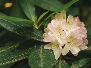 USA, Virginia, Blacksburg, Close-up of Rhododendron flowers and leaves, Blacksburg, Virginia, USA