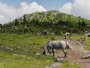 USA, Virginia, Wild horses grazing in Mount Rogers National Recreation Area, Mount Rogers National