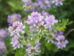 USA, Virginia, Blacksburg, Close-up of purple clover bloom, Blacksburg, Virginia, USA