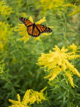 USA, Virginia, Blacksburg, Monarch butterfly on goldenrod, Blacksburg, Virginia, USA