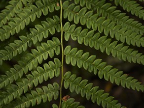 USA, Virginia, Mountain Lake Conservancy, Close-up of green fern leaves, Mountain Lake Conservancy,