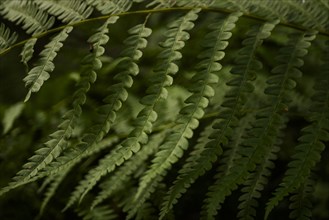 USA, Virginia, Mountain Lake Conservancy, Close-up of green fern leaves, Mountain Lake Conservancy,