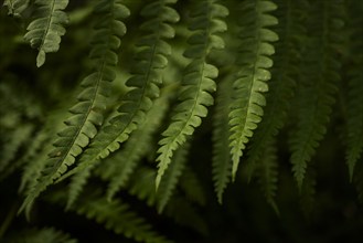 USA, Virginia, Mountain Lake Conservancy, Close-up of green fern leaves, Mountain Lake Conservancy,