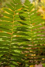 USA, Virginia, Mountain Lake Conservancy, Close-up of fern growing in forest in autumn, Mountain