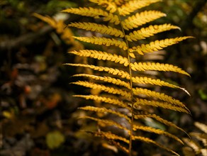 USA, Virginia, Mountain Lake Conservancy, Close-up of fern growing in forest in autumn, Mountain