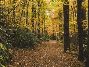 USA, Virginia, Blacksburg, Trees and footpath in forest in autumn, Blacksburg, Virginia, USA