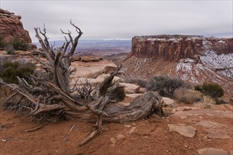 USA, Utah, Wood and rock formations in Canyon Lands National Park, Canyon Lands National Park,