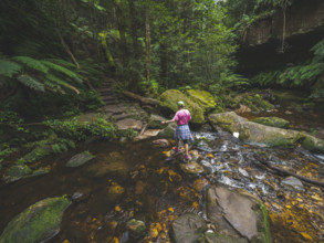 Rear view of woman crossing shallow stream in forest
Blackheath, New South Wales, Australia