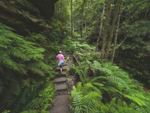 Rear view of woman walking on stone steps in forest
Blackheath, New South Wales, Australia