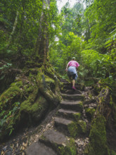 Rear view of woman climbing up stone steps in forest
Blackheath, New South Wales, Australia