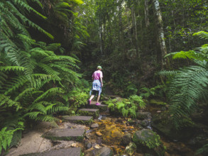 Rear view of woman walking on stone steps in forest
Blackheath, New South Wales, Australia