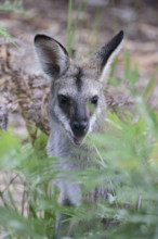 Kangaroo sitting in meadow, looking at camera
Kandos, New South Wales, Australia