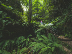 Woman walking on steps in tropical forest
Blackheath, New South Wales, Australia