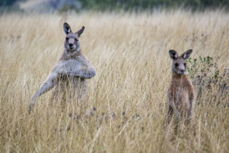 Two kangaroos in tall grass
Kandos, New South Wales, Australia