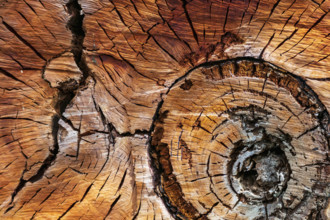 Close-up of cross section of old tree trunk
Kandos, New South Wales, Australia