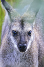 Close-up of kangaroo looking at camera
Kandos, New South Wales, Australia