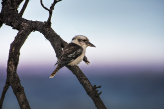 Laughing kookaburra (Dacelo novaeguineae) perching on bare tree branch
Kandos, New South Wales,