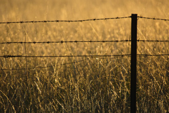 Barbed wire fence in grassy field
Kandos, New South Wales, Australia