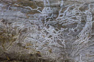 Close-up of woodworm tracks on wood
Kandos, New South Wales, Australia