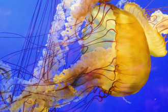 Yellow jellyfish swimming underwater in aquarium
Vancouver, British Columbia, Canada