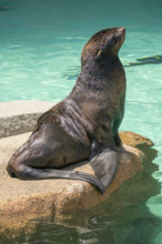 Sea lion sitting on rock in water
Vancouver, British Columbia, Canada