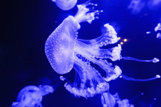 Purple jellyfish swimming underwater in aquarium
Vancouver, British Columbia, Canada