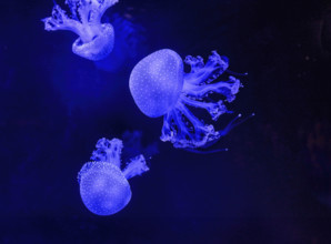 Purple jellyfish swimming underwater in aquarium
Vancouver, British Columbia, Canada