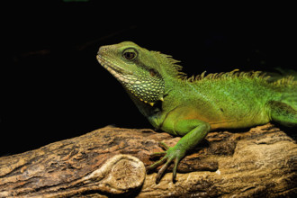 Chinese water dragon on log
Vancouver, British Columbia, Canada